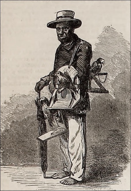 Parrot vender