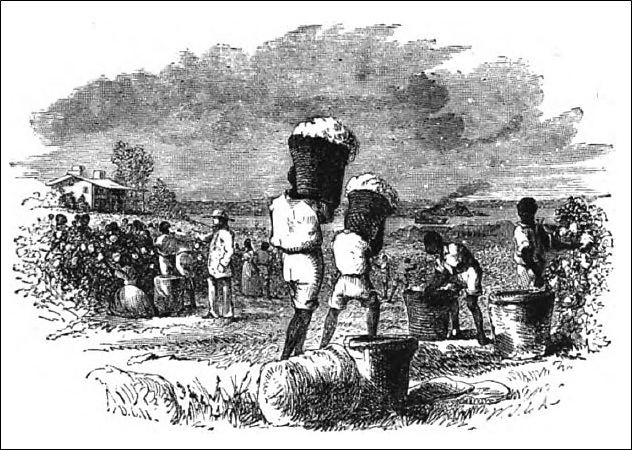 Gathering cotton in Georgia