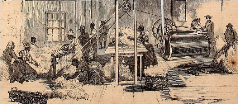 Ginning cotton by steam