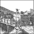 Plantation—Cotton Picking