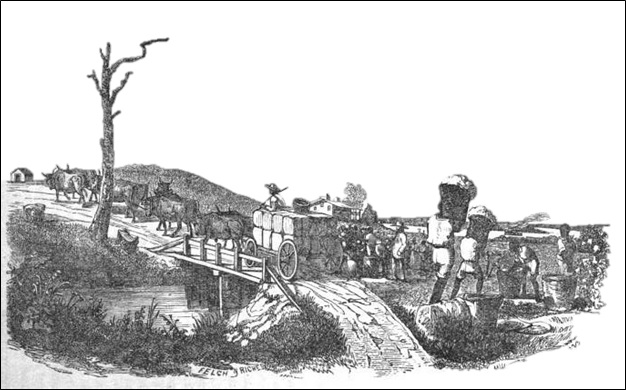 Plantation—Cotton Picking